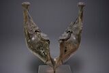 Wide Woolly Mammoth Lower Jaw With M/M Molars - Ukraine #370317-2